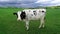 Friesian Holstein cow on a beautiful spring meadow