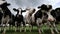 Friesian Holstein cows ruminating on a spring meadow
