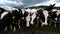 Friesian Holstein cows on a spring meadow