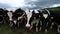 Friesian Holstein cows on a spring meadow