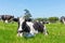 Friesian holstein dairy cow lying on green grass