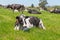 Friesian holstein dairy cow lying on green grass