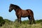 Friesian horse