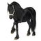 Friesian horse