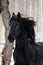 Friesian horse