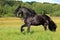 Friesian horse galloping across a green meadow