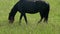 Friesian horse grazing in the meadow