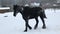 Friesian horse lies in the snow in the winter in the field.