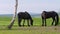 Friesian horse in the pasture. Beautiful friesian horses with long mane