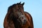 Friesian horse portrait