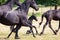 Friesian horses with a cute foal