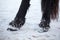 Friesian horses hooves