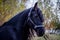 The Friesian mare
