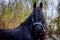 The Friesian mare