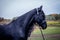 The Friesian mare