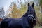 The Friesian mare