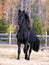 Friesian Stallion running