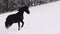 Friesian stallion running in winter field. Black Friesian horse runs gallop in winter