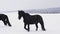 Friesian stallion in winter field. Black Friesian horse in winter