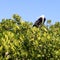 Frigate baby bird in Contoy island mangrove