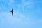 Frigate Bird