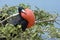 Frigate Bird