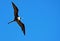 Frigate Bird