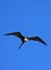 Frigate Bird