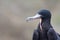 Frigate bird