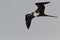 Frigate bird