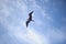 A frigate bird in flight, Mexico