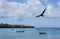 Frigate bird flying on a cloudy sky