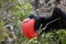 Frigate bird, Galapagos.