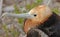 Frigate Bird, Galapagos Islands