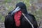 Frigate bird, North Seymour