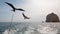 Frigate bird and Pelican flying behind charter fishing boat in Cabo San Lucas Baja California Mexico