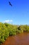 Frigate bird reproduction Contoy island mangrove