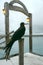 Frigate bird, Santa Cruz, Galapagos