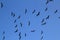 Frigate bird silhouette backlight breeding season