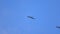 Frigate bird soars near two other birds