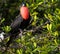 Frigate Bird Stare