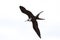 Frigate birds