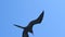 Frigate birds in flight n the Galapagos Islands