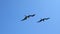 Frigate birds in flight n the Galapagos Islands