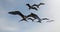 Frigate Birds flying in Cabo San Lucas Baja California Mexico