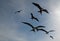 Frigate Birds flying in Cabo San Lucas Baja California Mexico