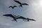 Frigate Birds flying in Cabo San Lucas Baja California Mexico