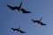 Frigate birds in formation, Galapagos