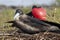 Frigate Birds in the Galapagos Islands