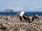 Frigate birds nesting in the Galapagos Islands